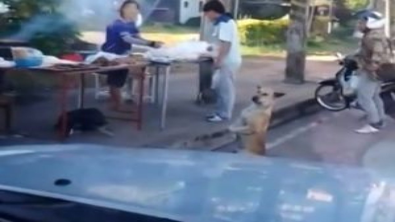 Bakın yemeğini nasıl istiyor !