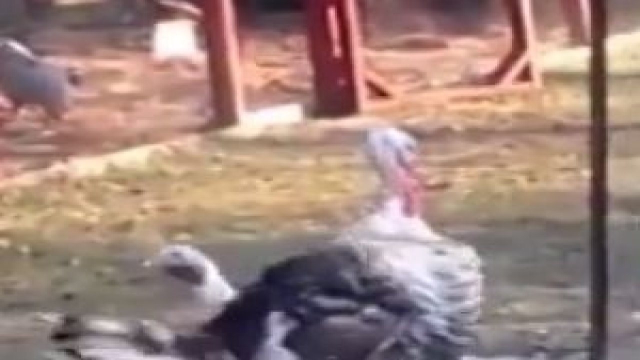 Vermicem Hindi Versiyonu !