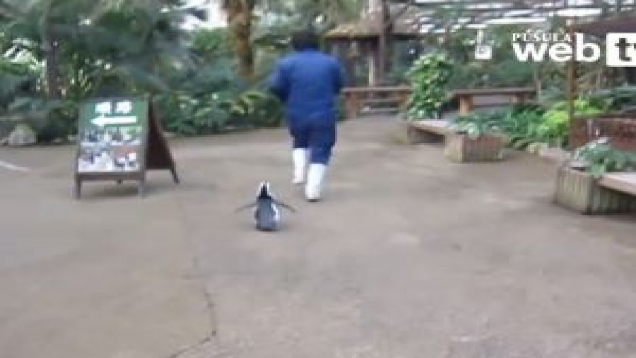 Bakıcısının Peşini Bırakmıyor...