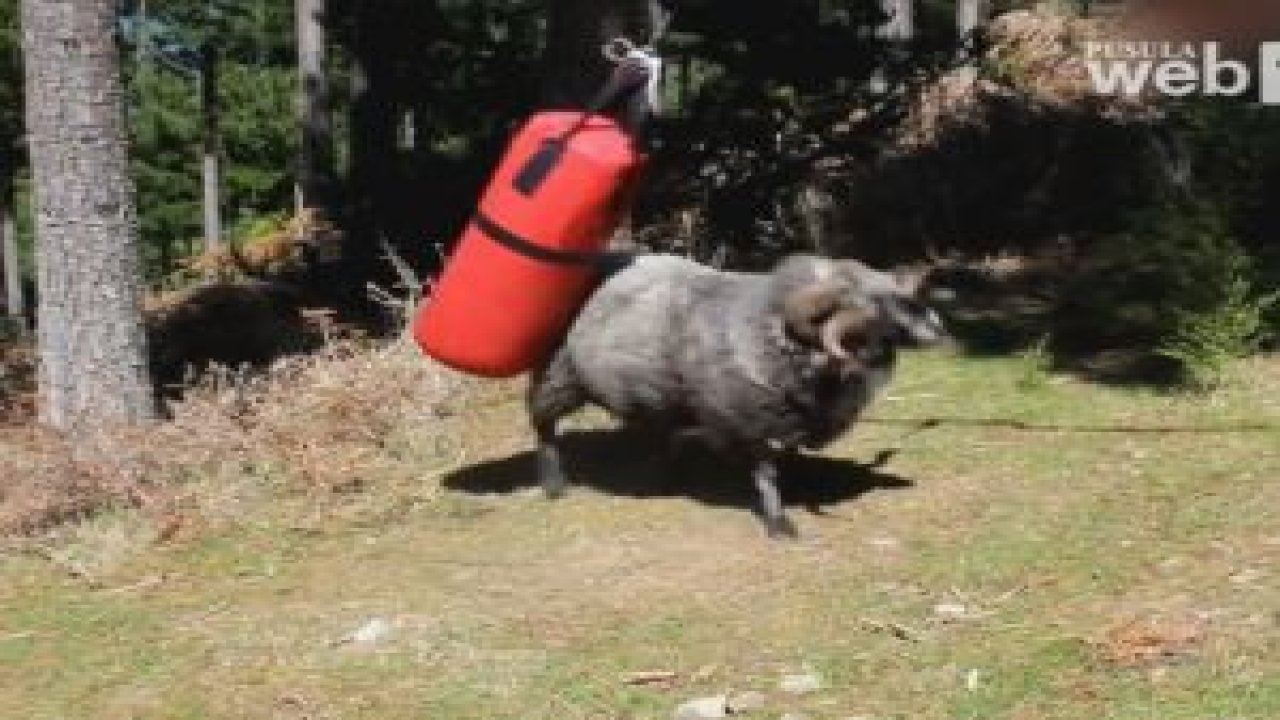 Öfkesini Kum Torbasından Çıkaran Koç