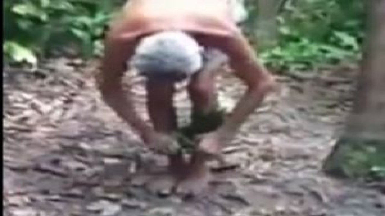 Ağaca Nasıl Çıkılır ?