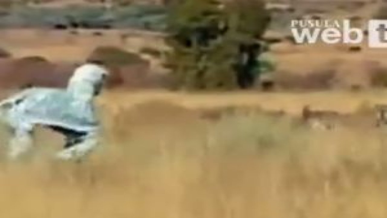 Zebra Kılığında Aslanların Arasına Dalmak...