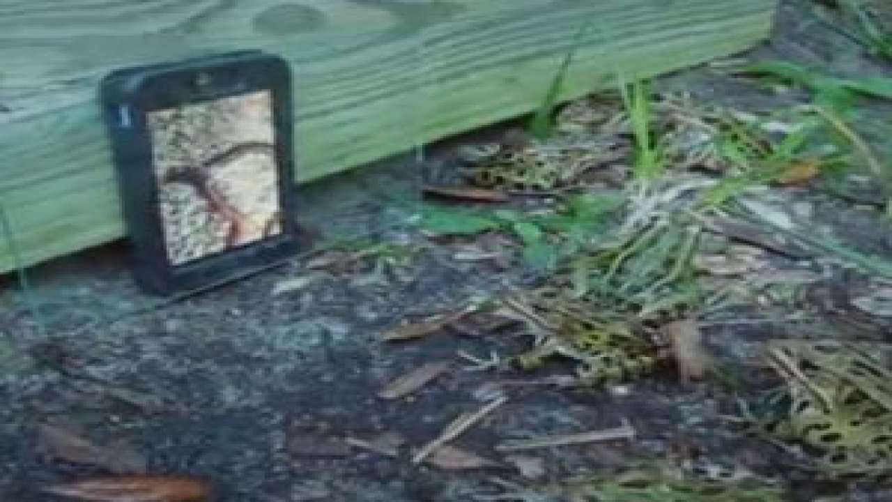 Kurbağalara Yapılan Solucan Şakası