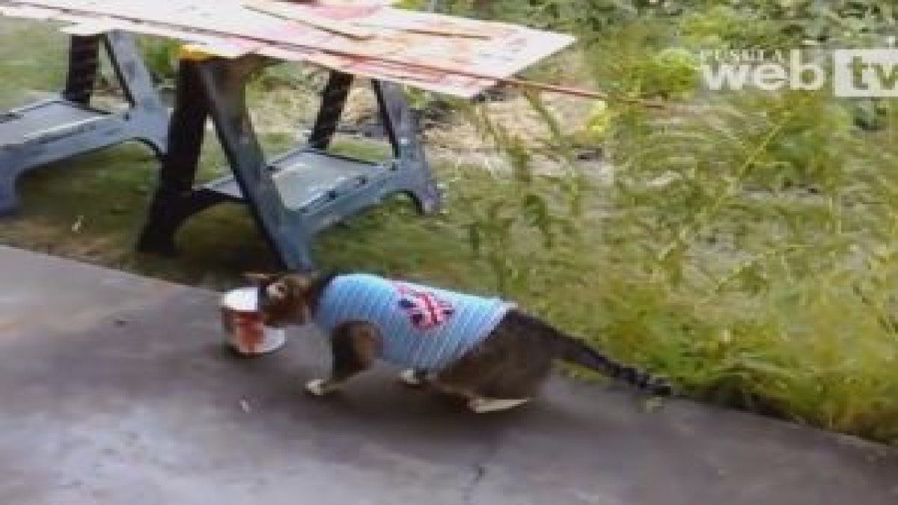 Kedi Boya Koklarsa...