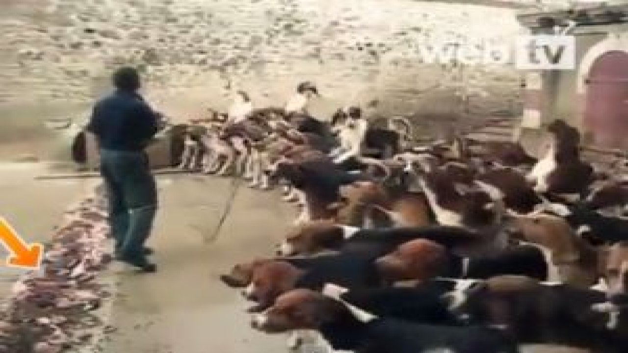 128 Köpek Aynı Anda Nasıl Besleniyor İzleyin!