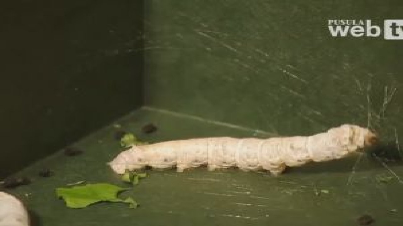 İpek Böceği Nasıl Koza Örer ?