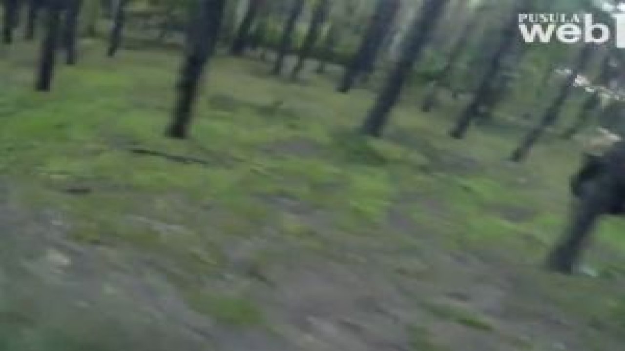 Ayı Böyle Saldırıyor !