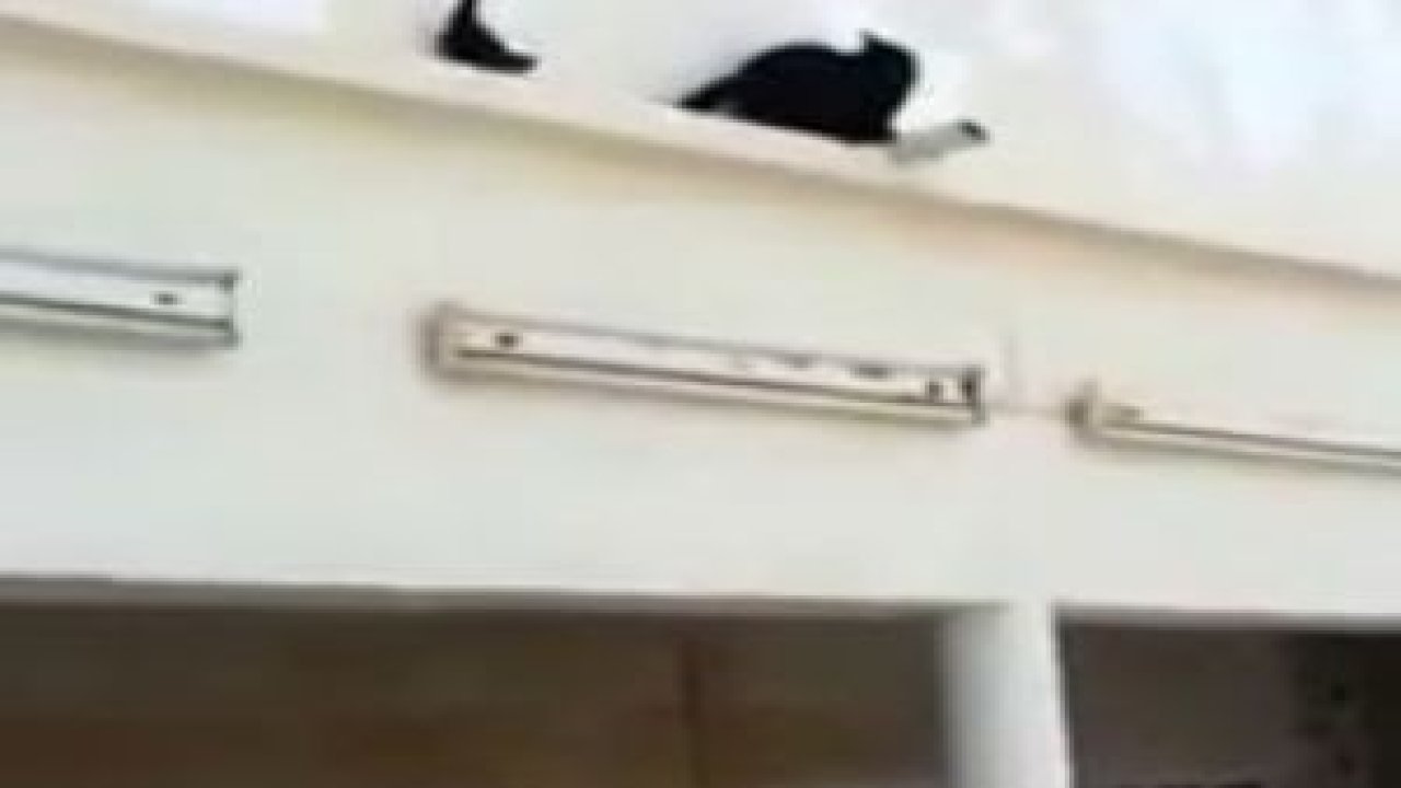 Akıllı Güvercin Kediye Ters Köşe Yaptırıyor !