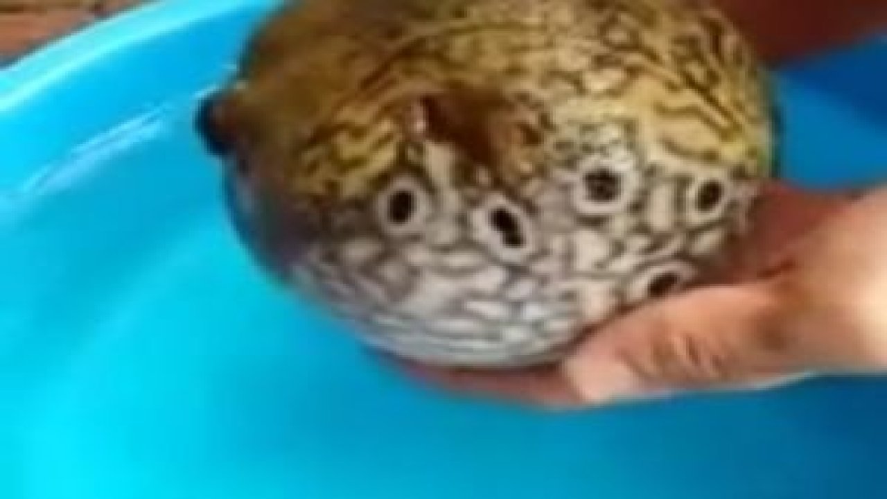 Kirpi Balığı Savunma Sistemi (Puffer) Mükemmel