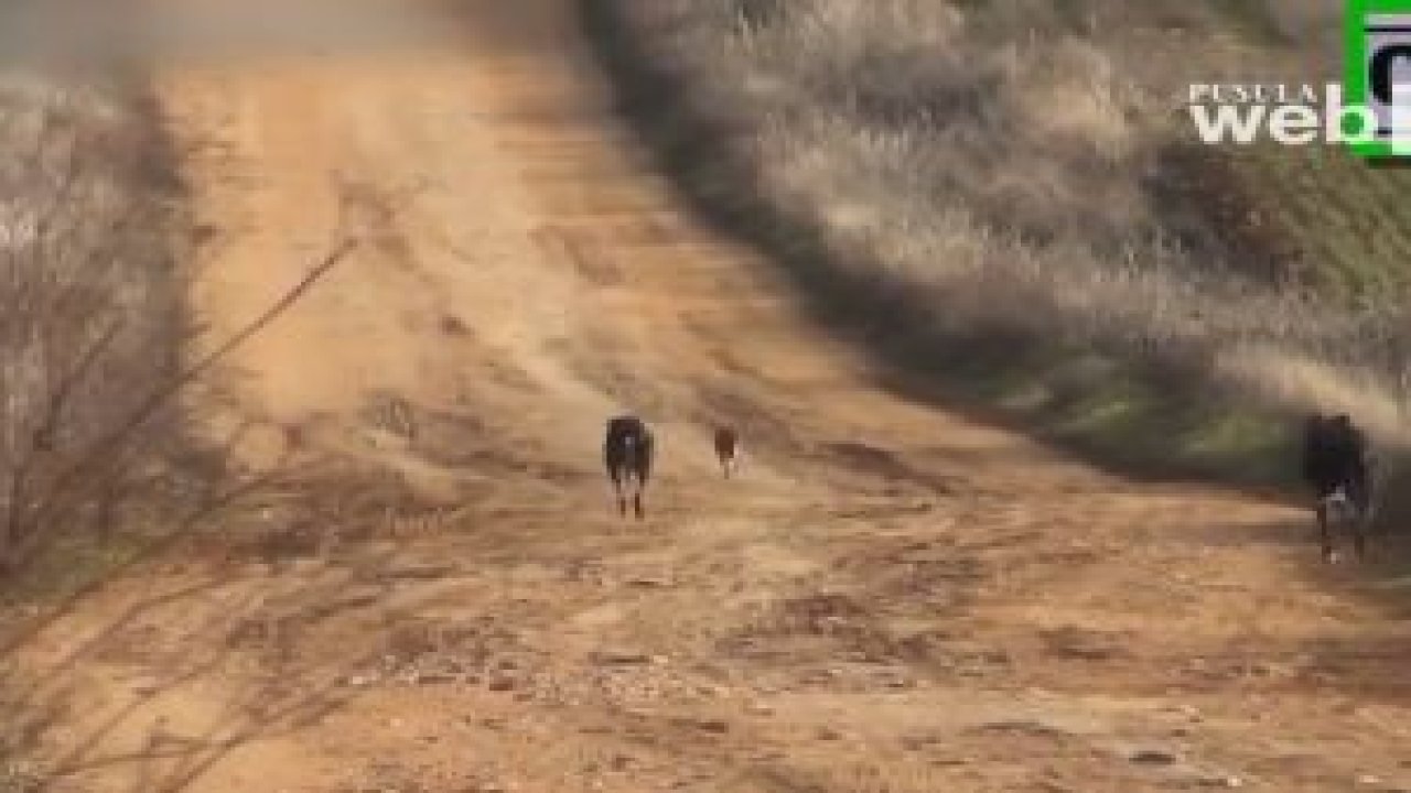 Tazı İle Tavşan Avı