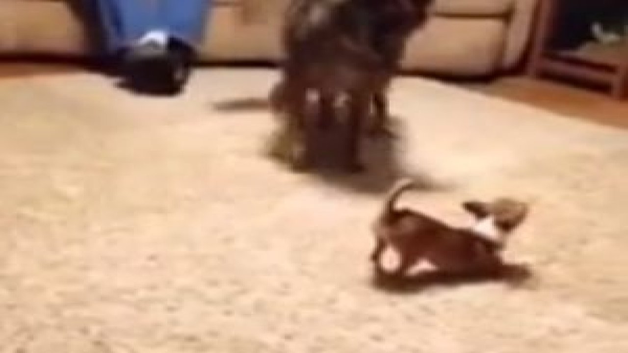 Küçücük Köpekten Bakın Nasıl Korkuyor !