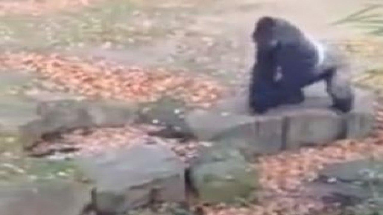 Gorilin Yaptığına Bak !