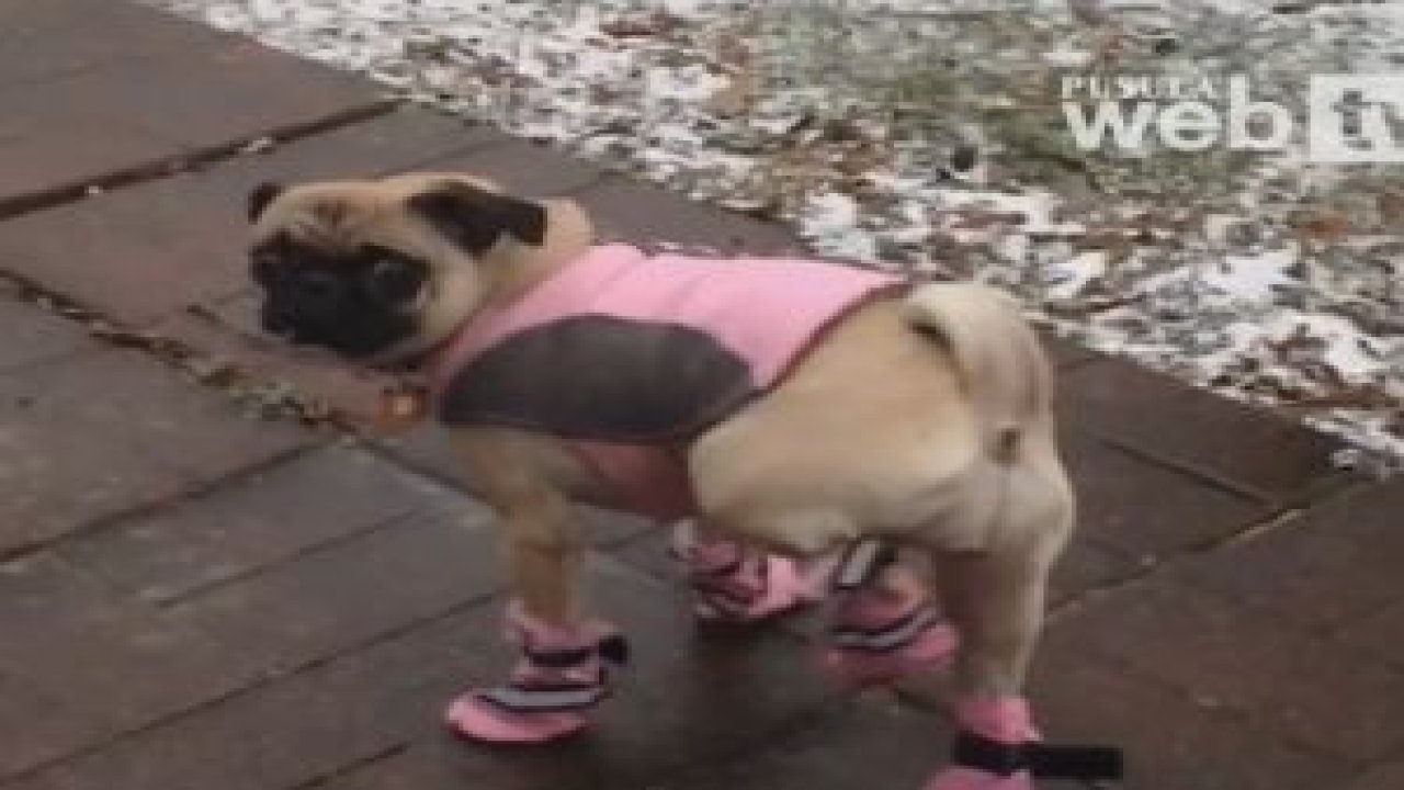 Köpeklere Ayakkabı Giydirilirse !