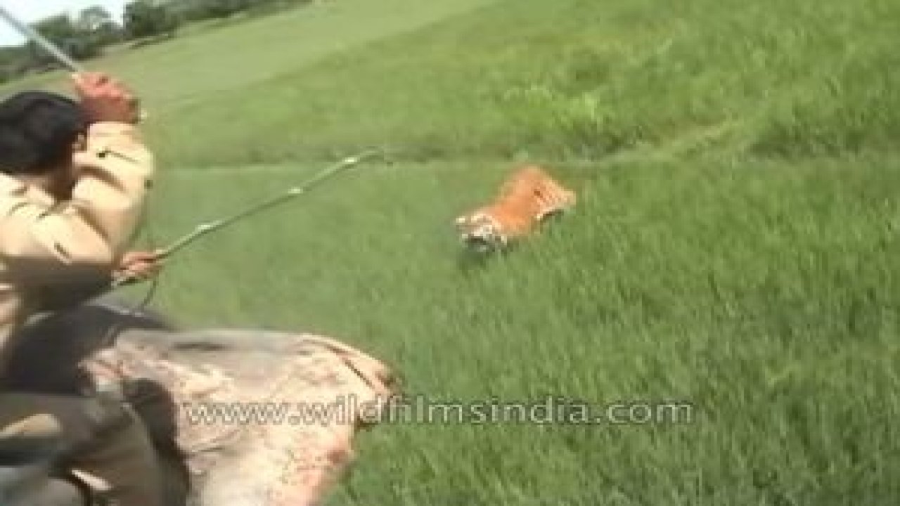 Kaplanın İnanılmaz Saldırısı