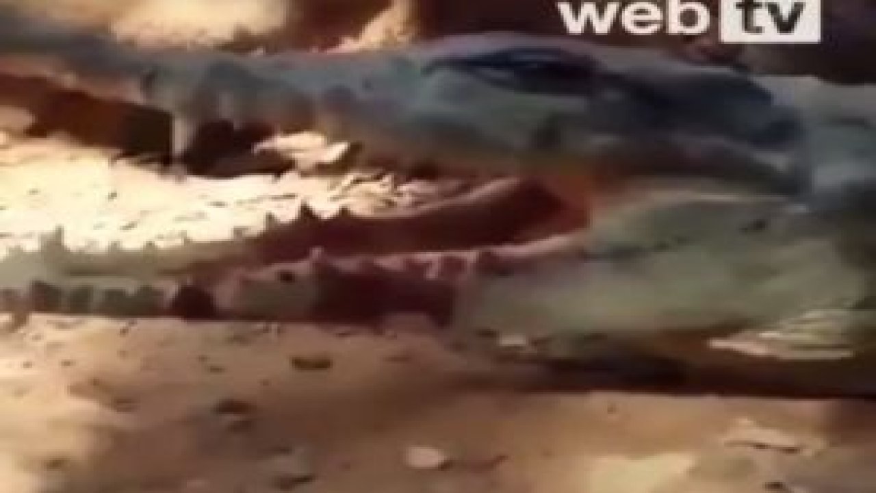 Armut Piş Ağzıma Düş ! Şanslı Timsah