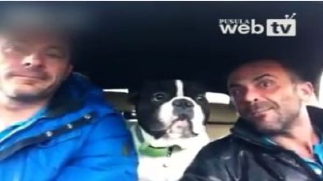 Şarkı Söyleyen Buldog Köpeği