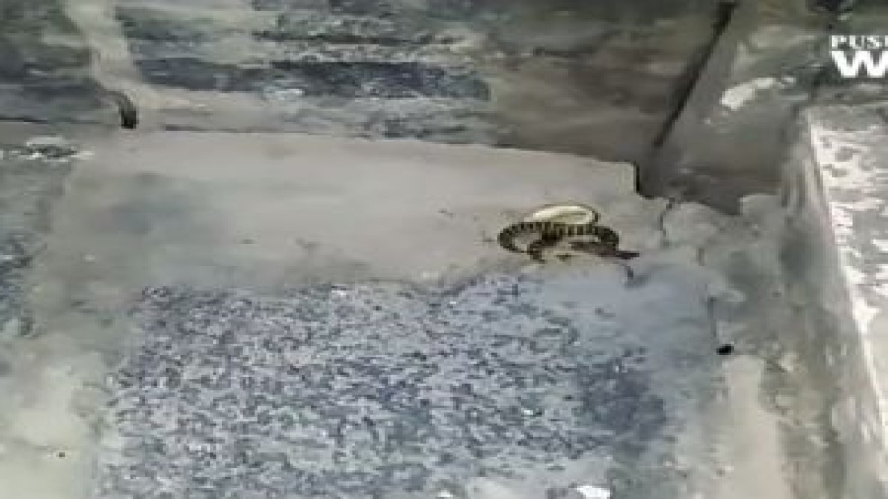 Yılan VS Kertenkele