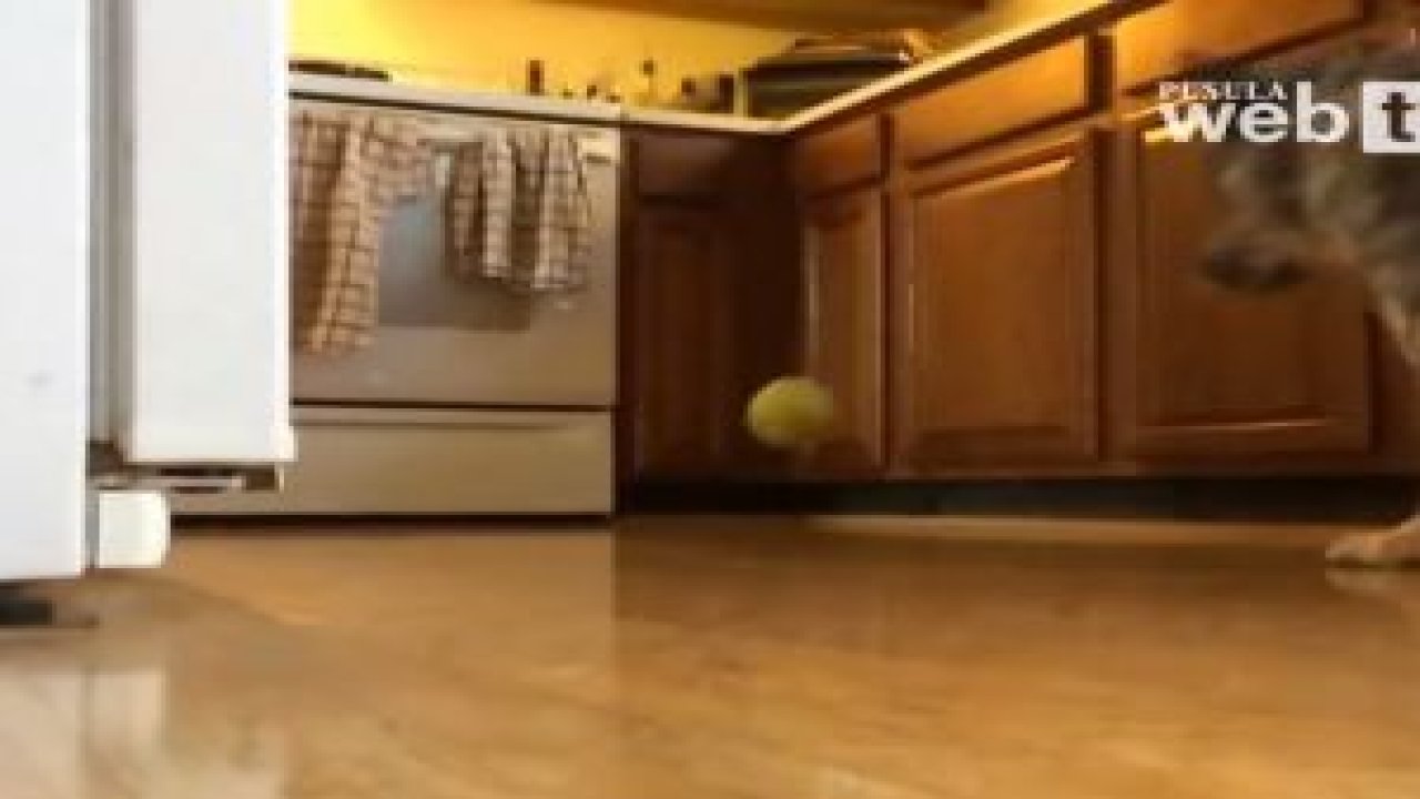 Köpeğinizle Neden Mutfakta Oyun Oynamayın ?