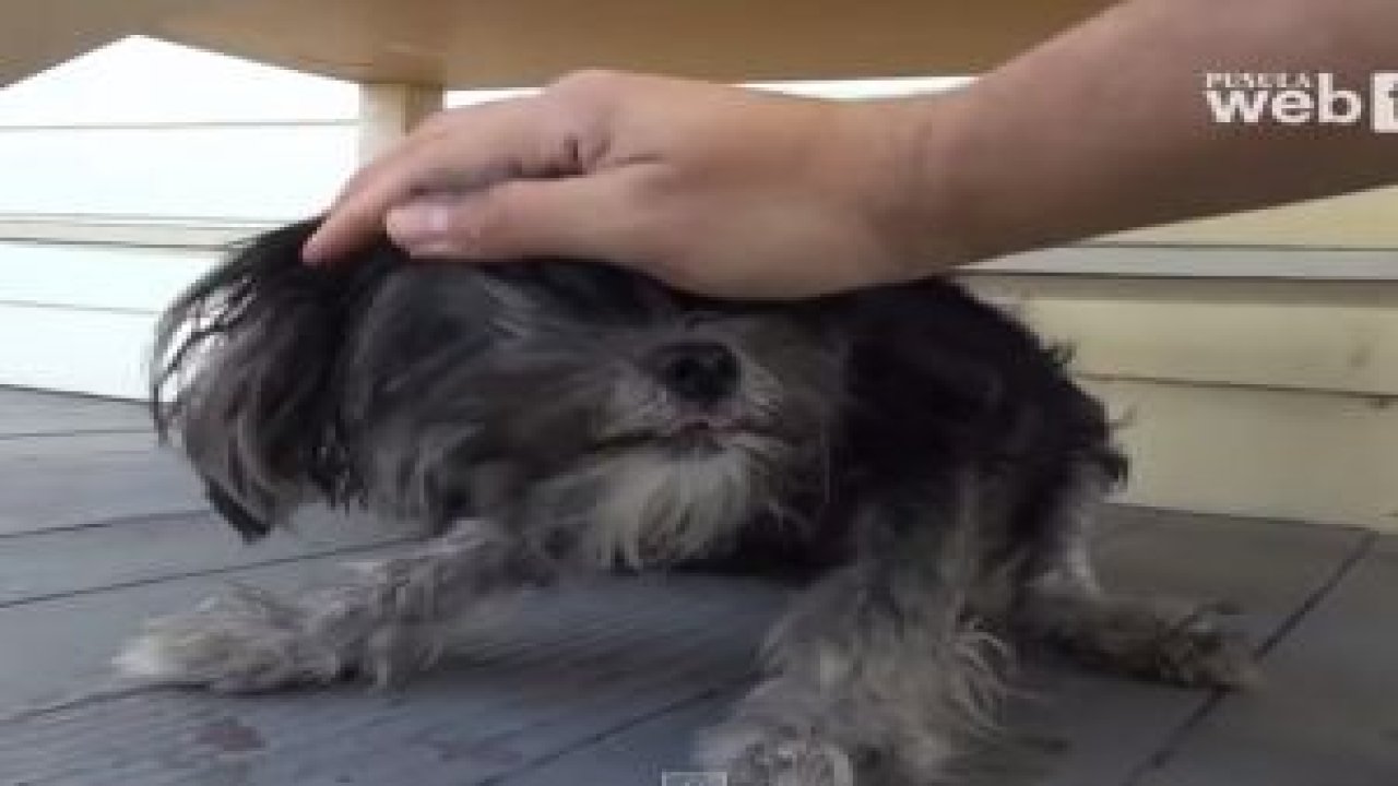 Güzel Bir Köpek Hikayesi Mutlaka izleyin !