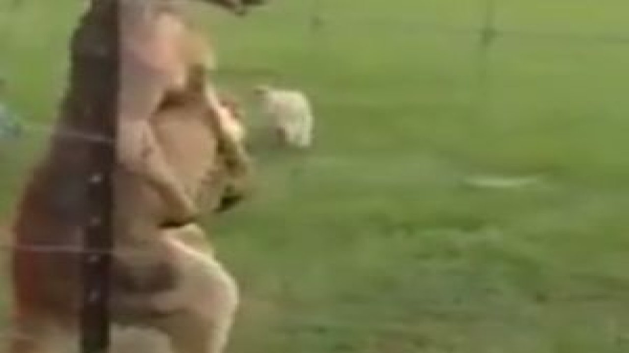 Kas Yapmış Kanguru