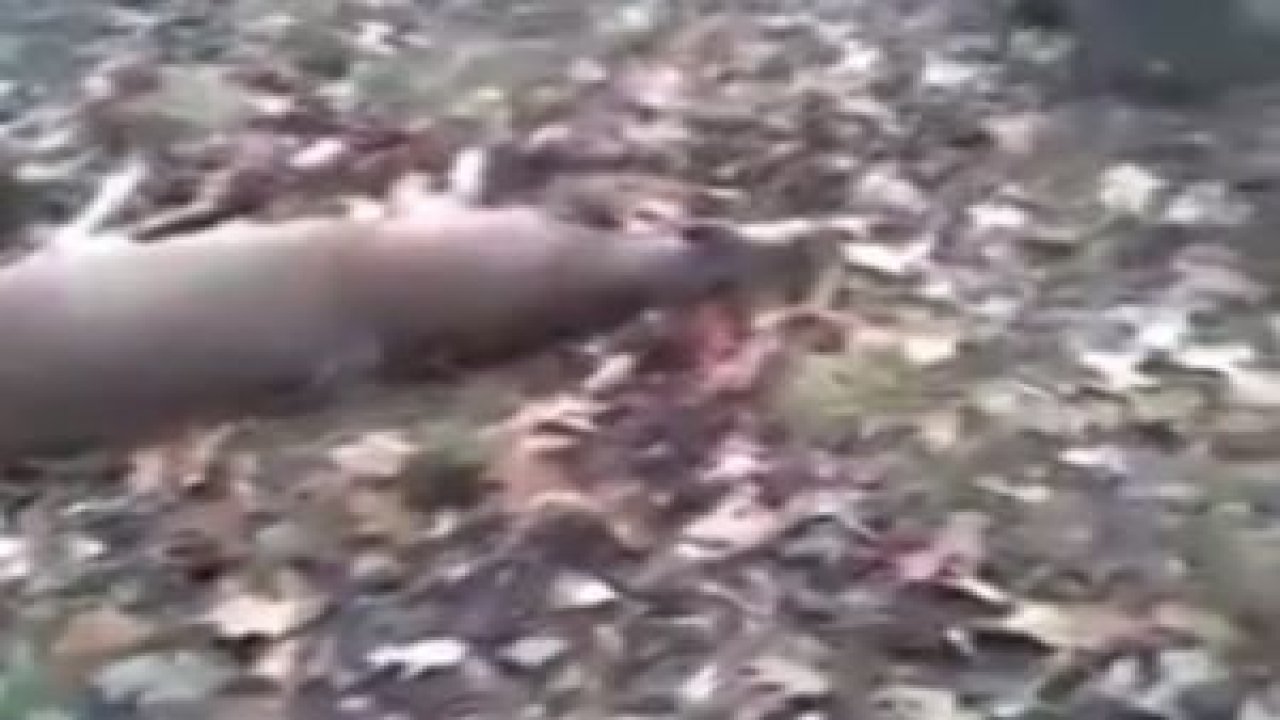 Geyik Vurduğunu Sanan Avcı