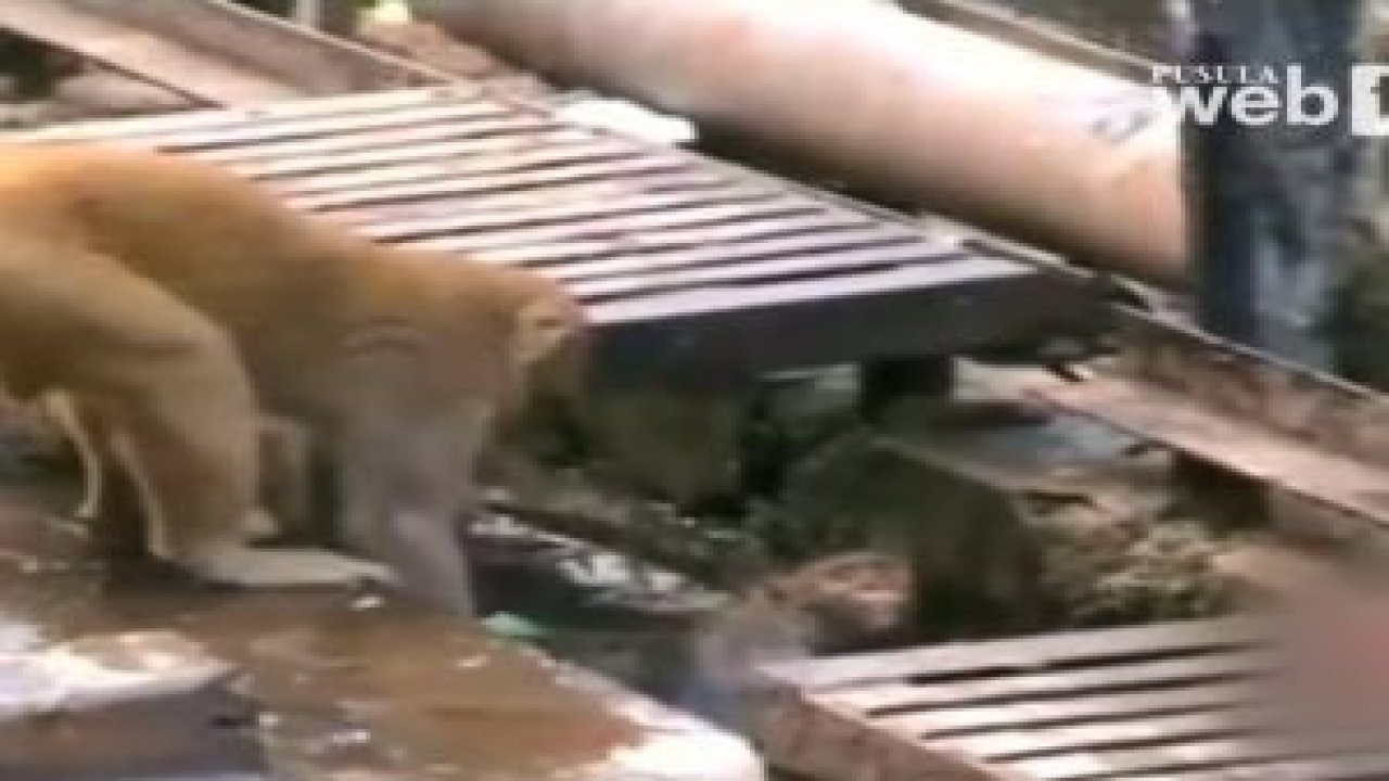 Arkadaşının Hayatını Kurtaran Maymun