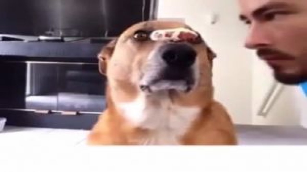 Ete Odaklanan Köpek