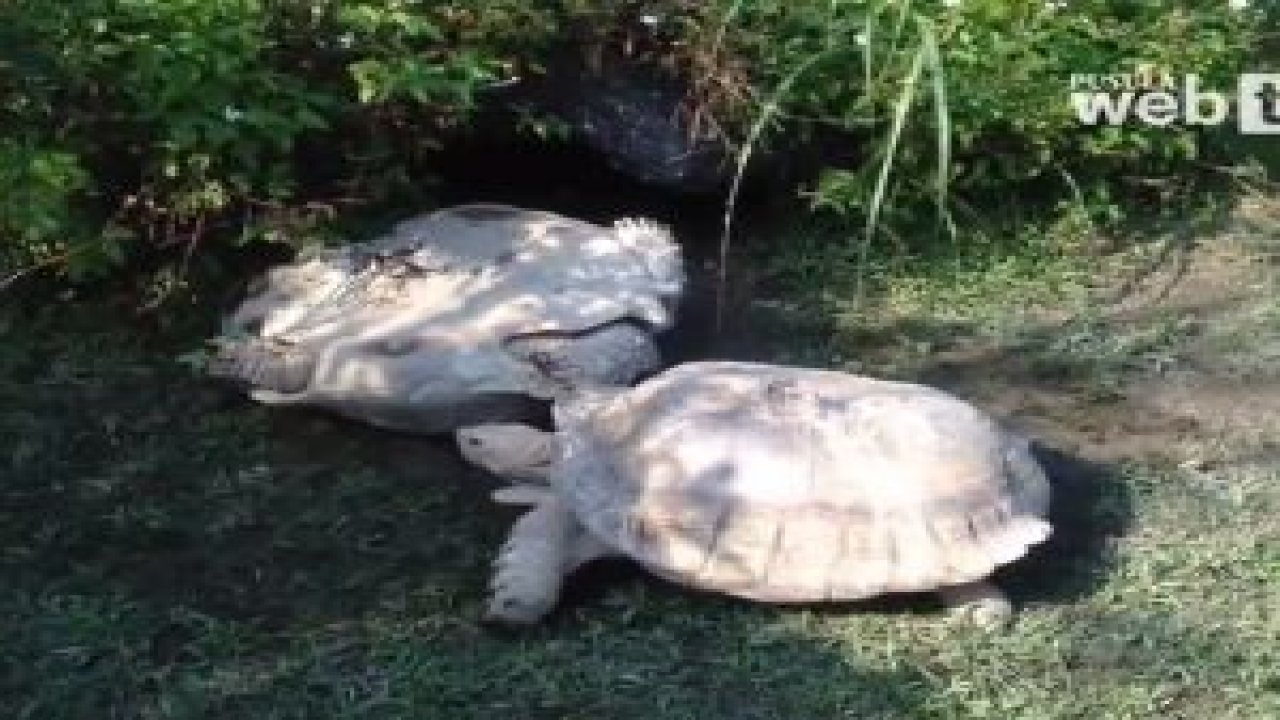 Kaplumbağa Dayanışması