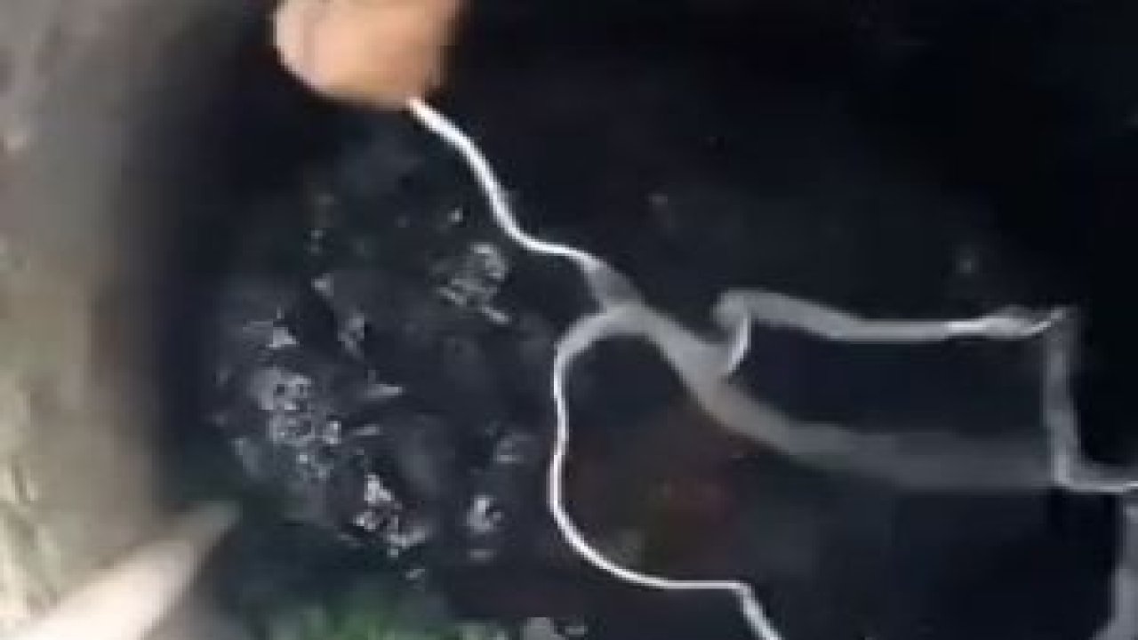 Kuyudan Köpek Kurtarma