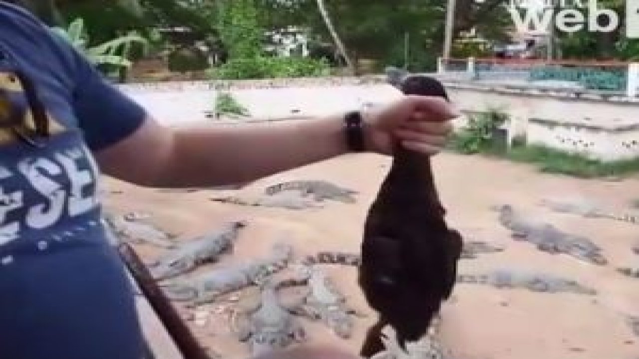 Timsah Beslemek İçin Para Verenler