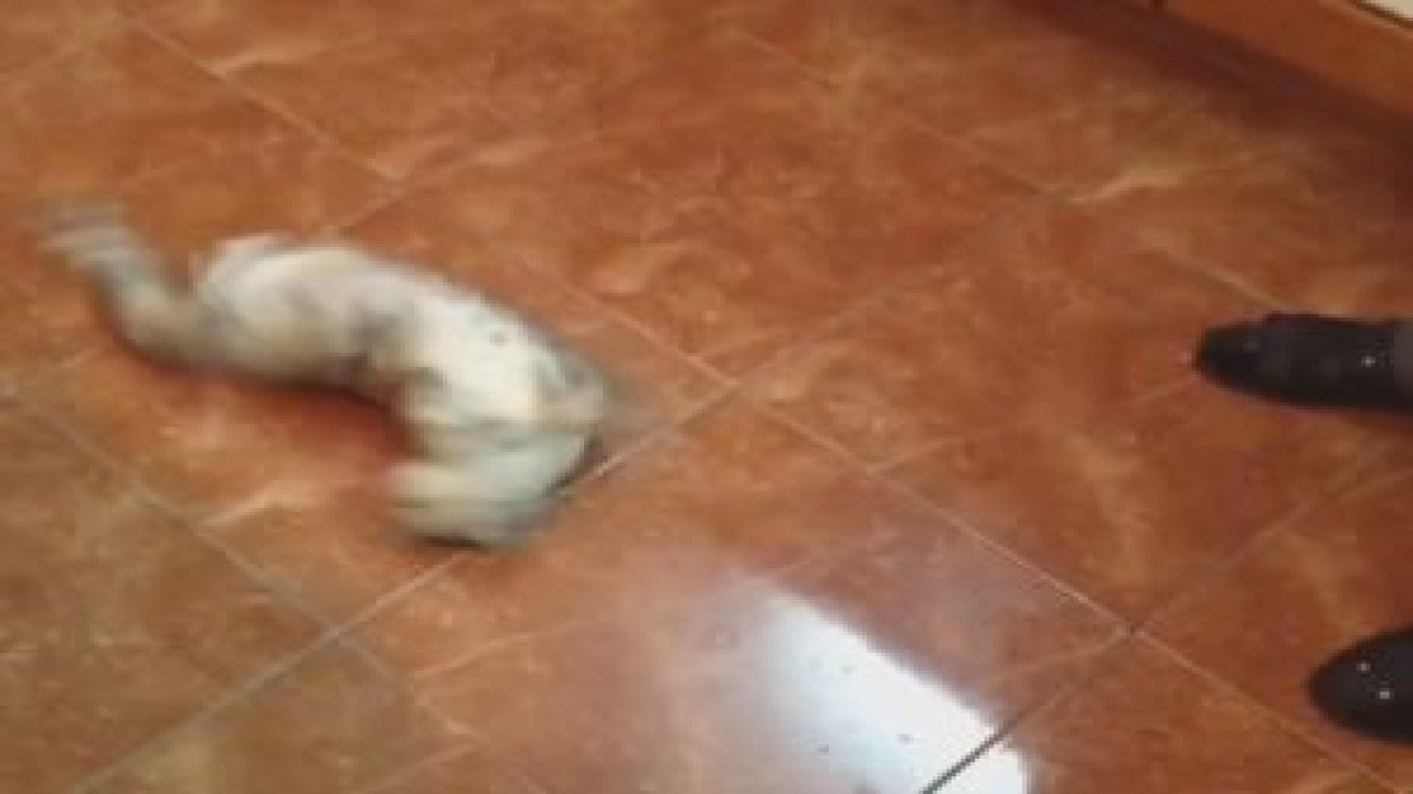 Zetinyağı Koklayan Kedinin Halleri