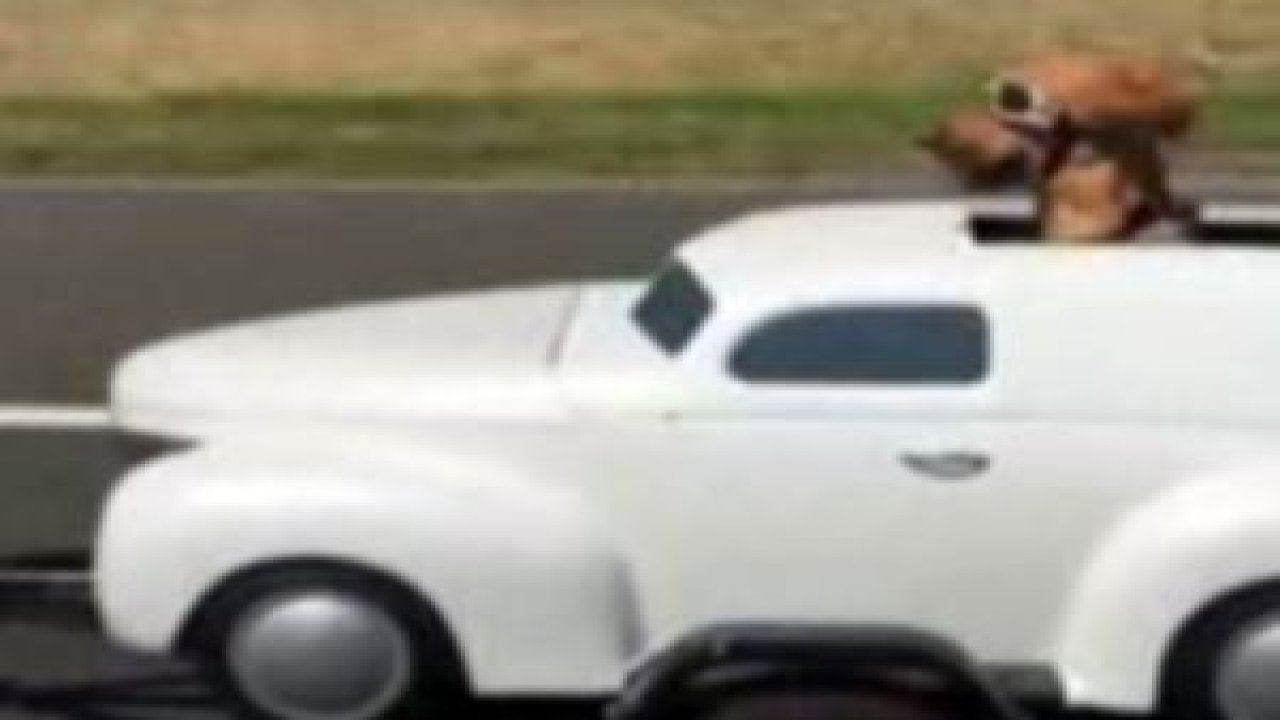 Sevimli köpeğin ilginç seyahati