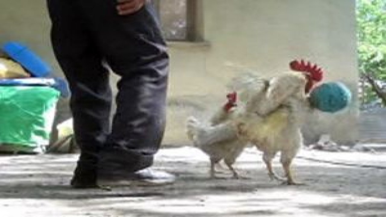 Horozların futbol aşkı