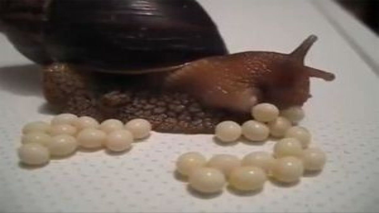 Sümüklü Böcekler Böyle Yumurtluyor