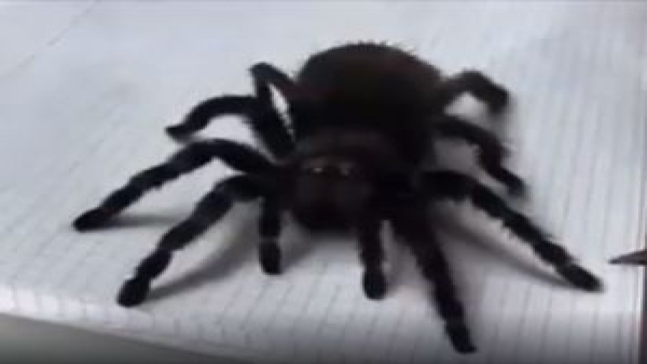 3 Boyutlu Tarantula Çizimi Şaşırtıcı!