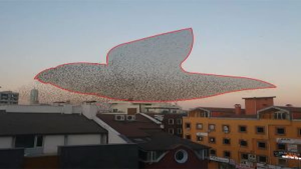 Konya'da İnanılmaz Kuş Gösterisi