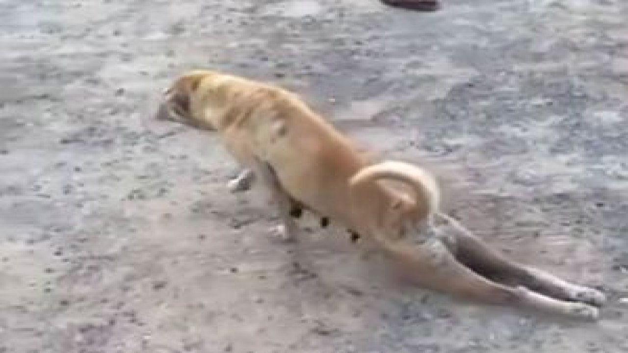 Zabıtayı görünce kolpacı dilenciler