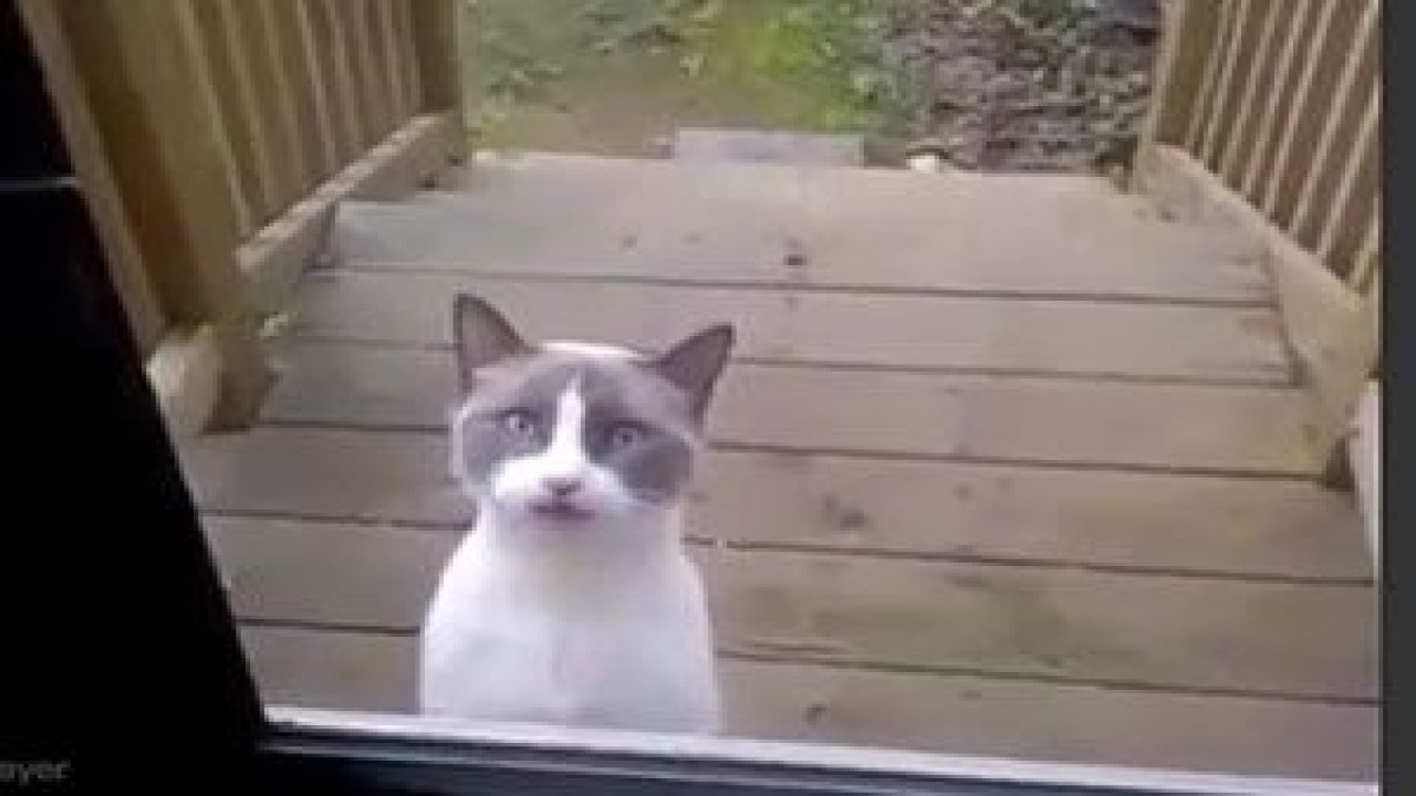 Çenesi düşük kedi