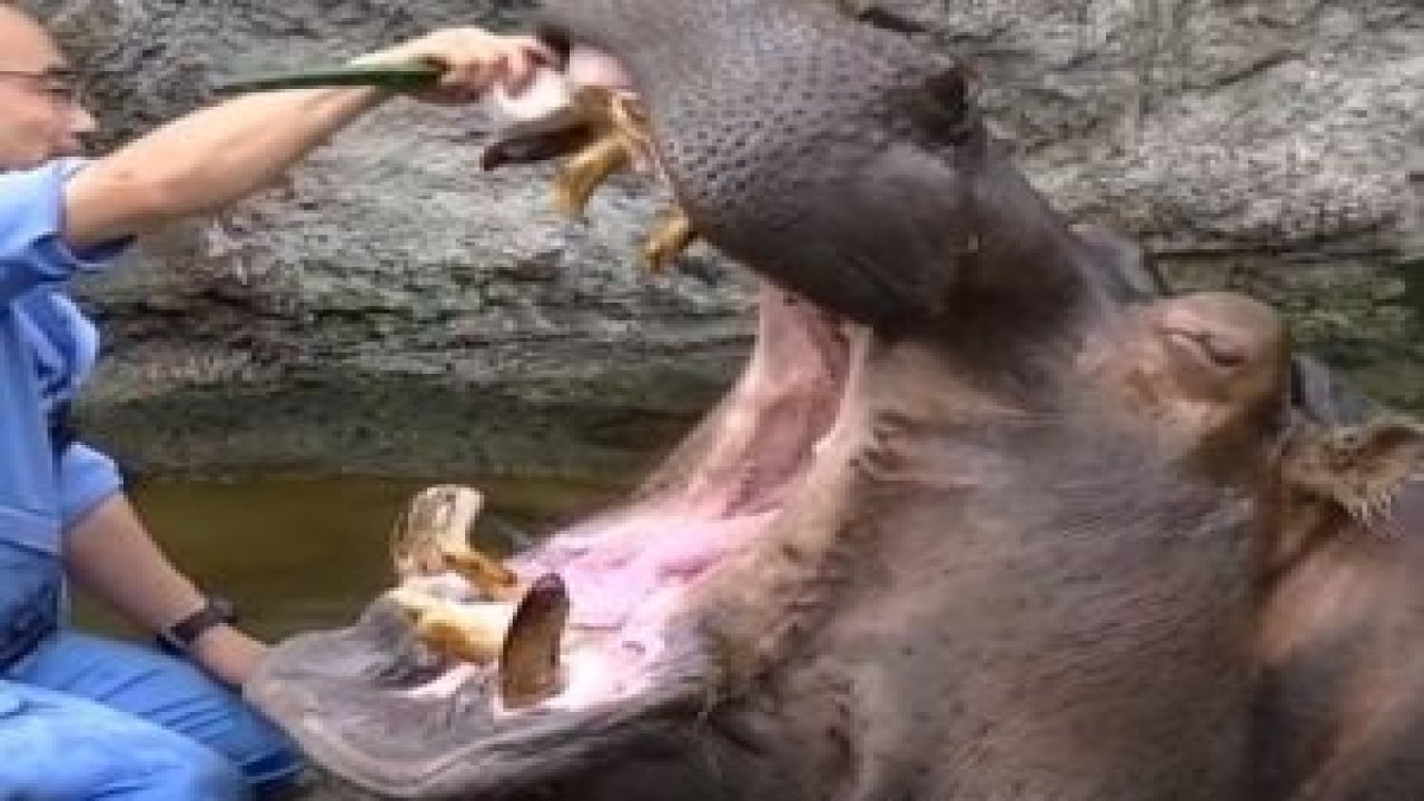 Su aygırı dişlerini böyle temizletti