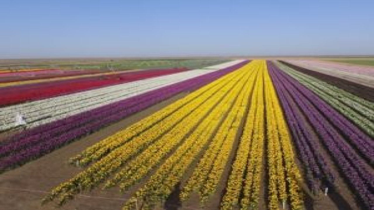 Lale tarlası adeta dev bir gökkuşağını andırdı