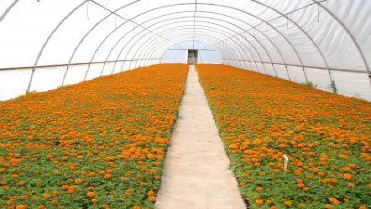 Sıcak hava seraya yaradı