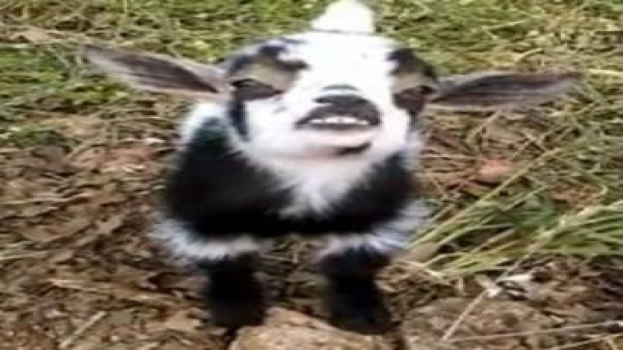 Gülümse çekiyoruz...