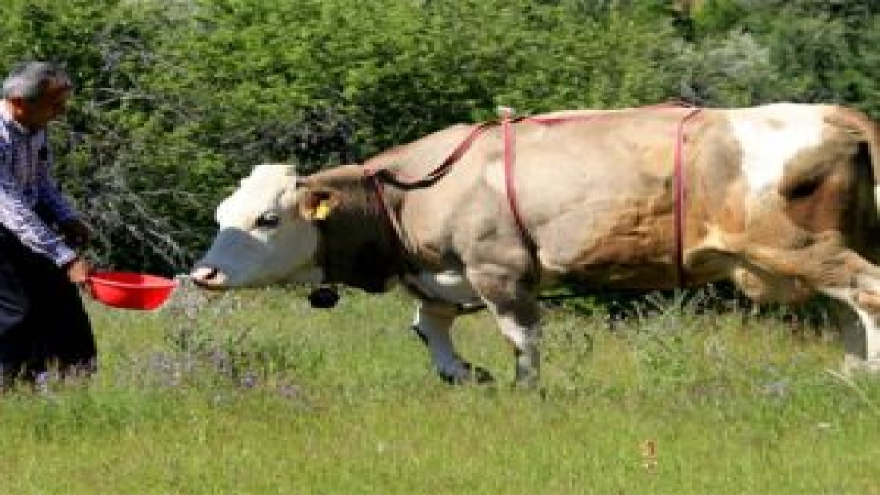 İneğe çan yerine GPRS taktı!