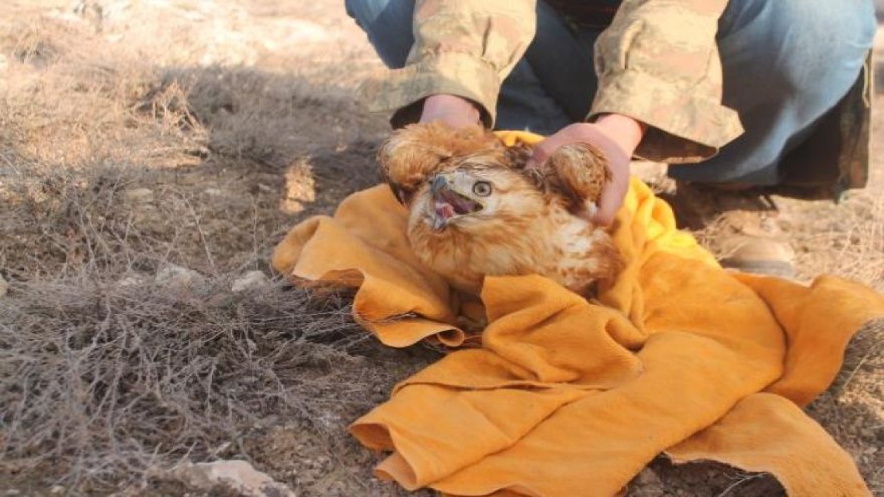 Açlıktan ölmek üzereyken bulunan şahin doğaya bırakıldı