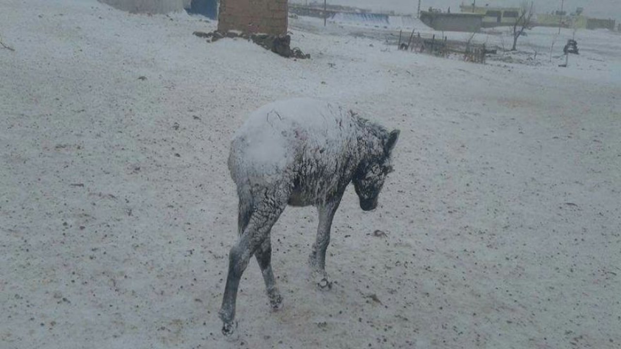 Eşekler dondu, manzara korkunç!!!