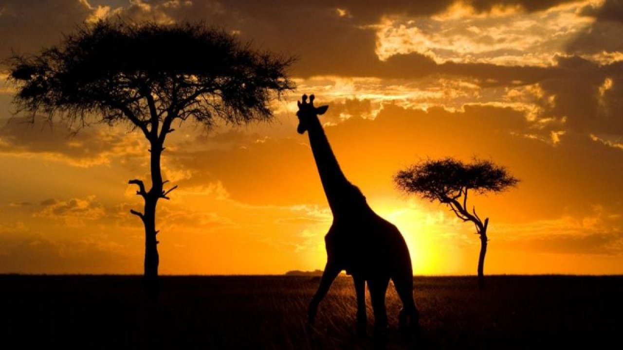 Kuraklık Kenya’yı tehdit ediyor