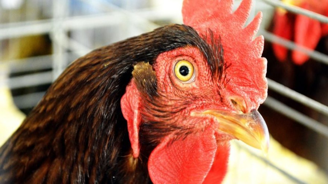 Horozlar tavuk için kavga etti