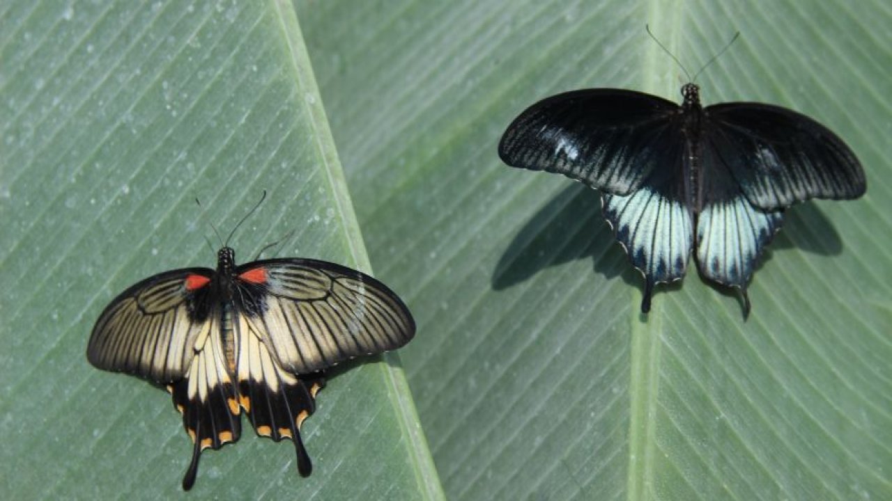 Çift cinsiyetli kelebek büyük ilgi gördü