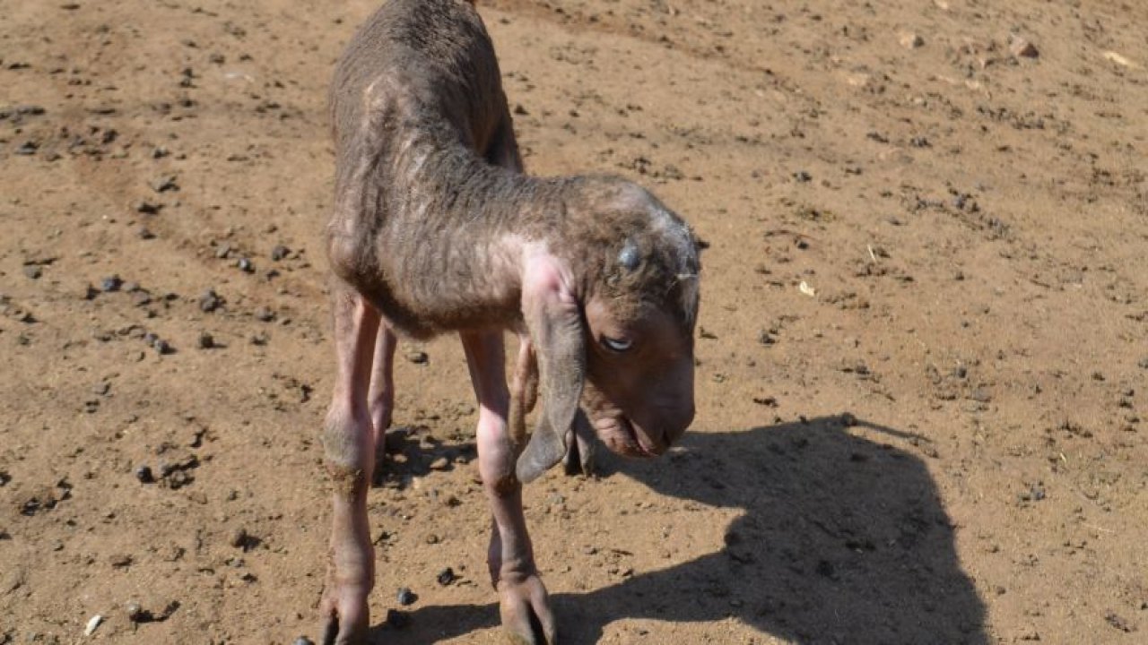 BÖYLESİ GÖRÜLMEDİ