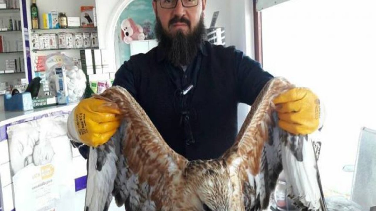 Uçamayan kartala eczacıdan yardım